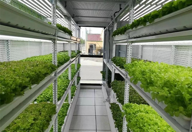 集装箱里的“菜篮子工程”——解决部队艰苦环境蔬菜供应难题