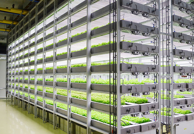 一篇看懂｜赛诺优农定制型植物/蔬菜工厂