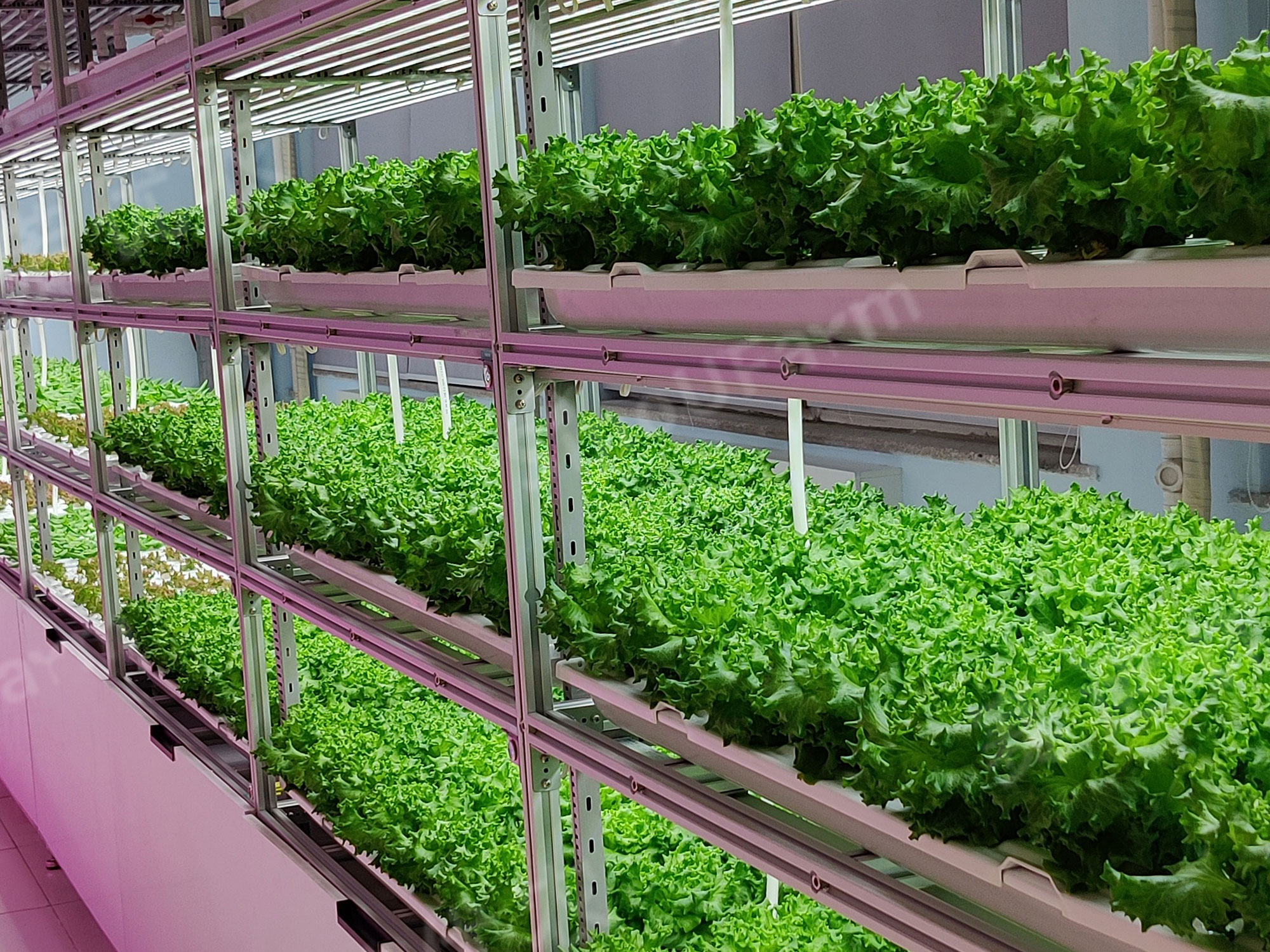 宁夏农业学校
全人工环境植物工厂