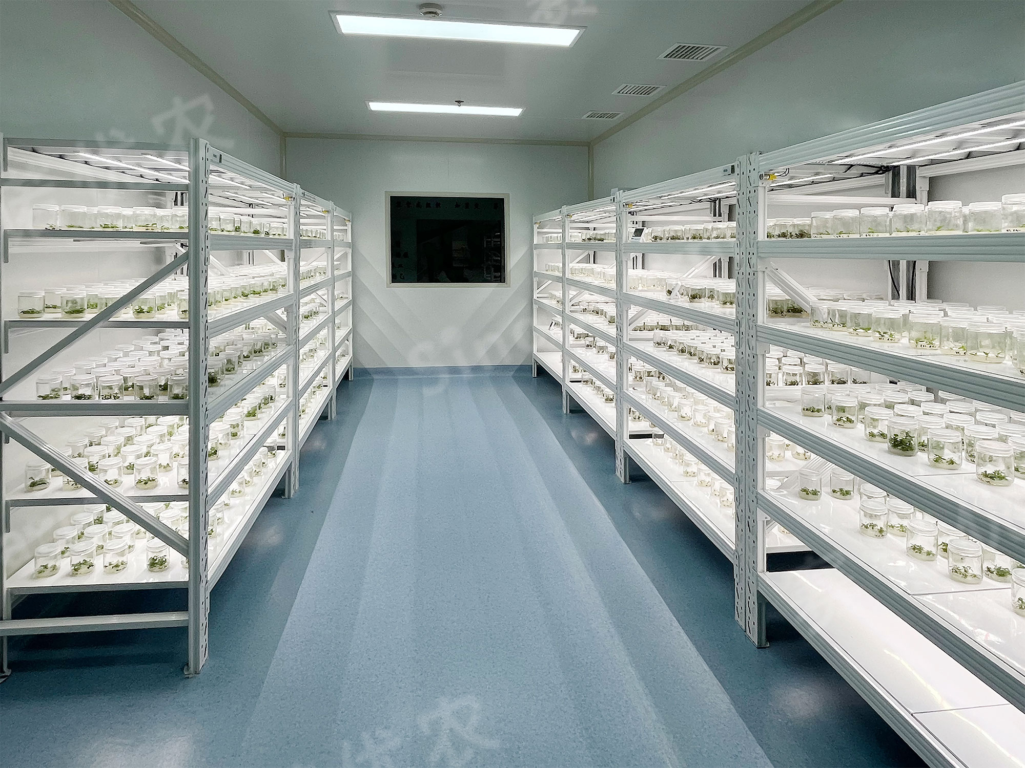 新疆农发集团
组培植物工厂
